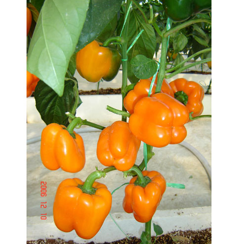 種子交易會(huì)照片